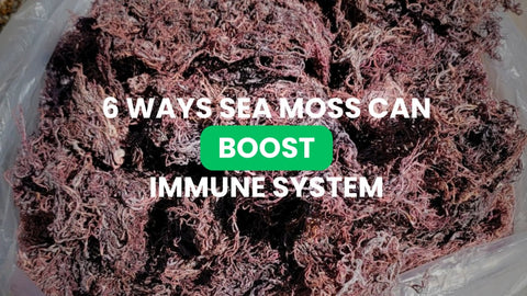 6 Ways Sea Moss Can Boost Your Immune System - CGI Green