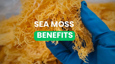 Sea Moss Benefits - CGI Green