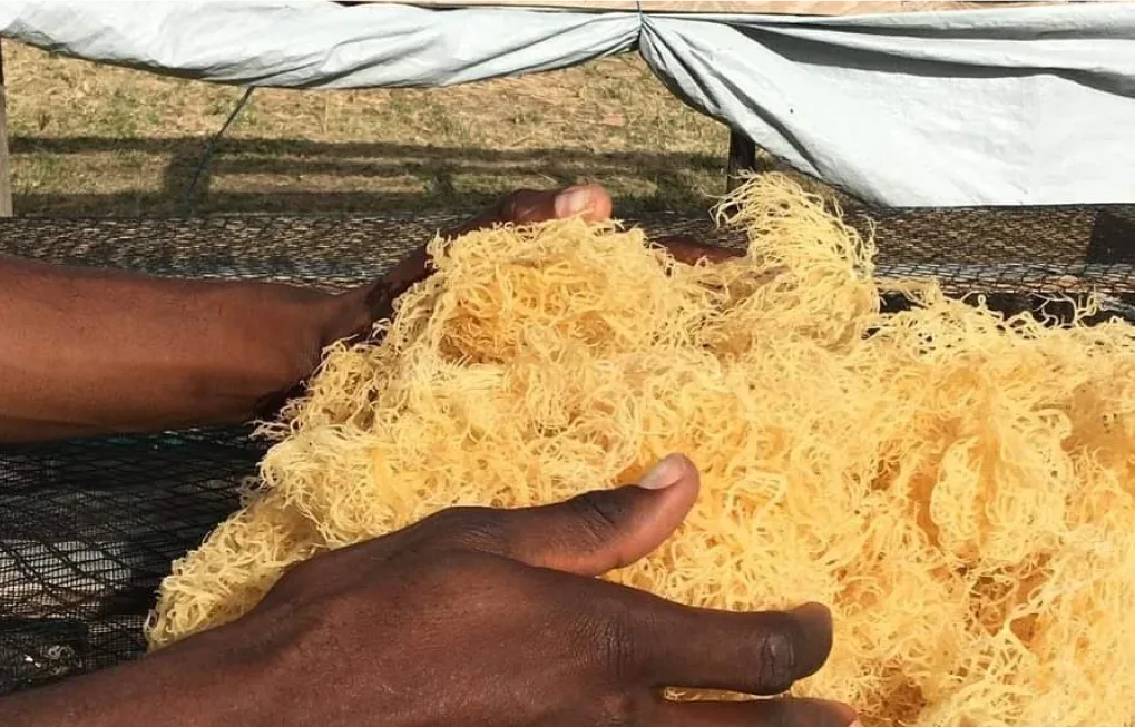 Organic Sea Moss