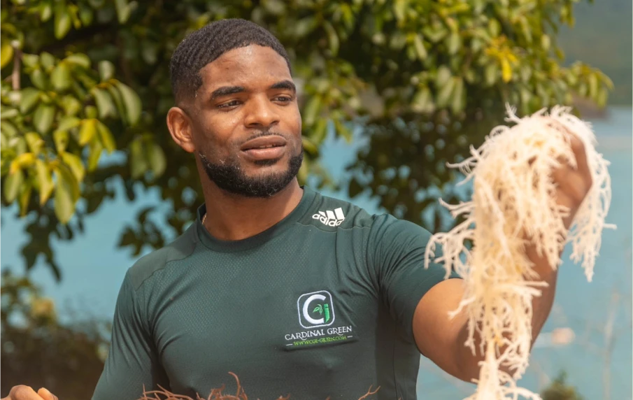 sea moss for energy boost