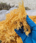 1/2 lb Gold Dried Natural Sea Moss - CGI Green