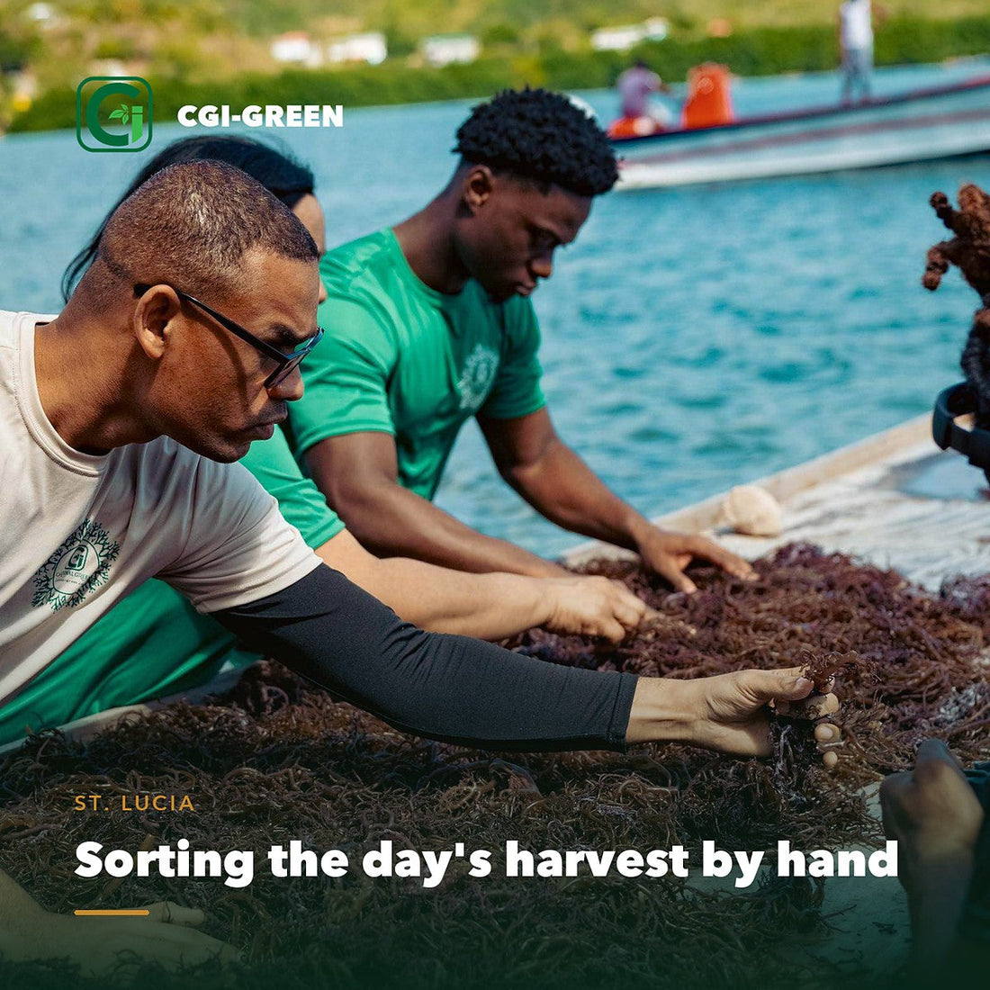 Two of the CGI-Green family sorting wildcrafted Caribbean sea moss by hand at the shore in St. Lucia