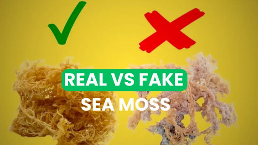 Side-by-side comparison of real wildcrafted sea moss versus fake pool-grown sea moss