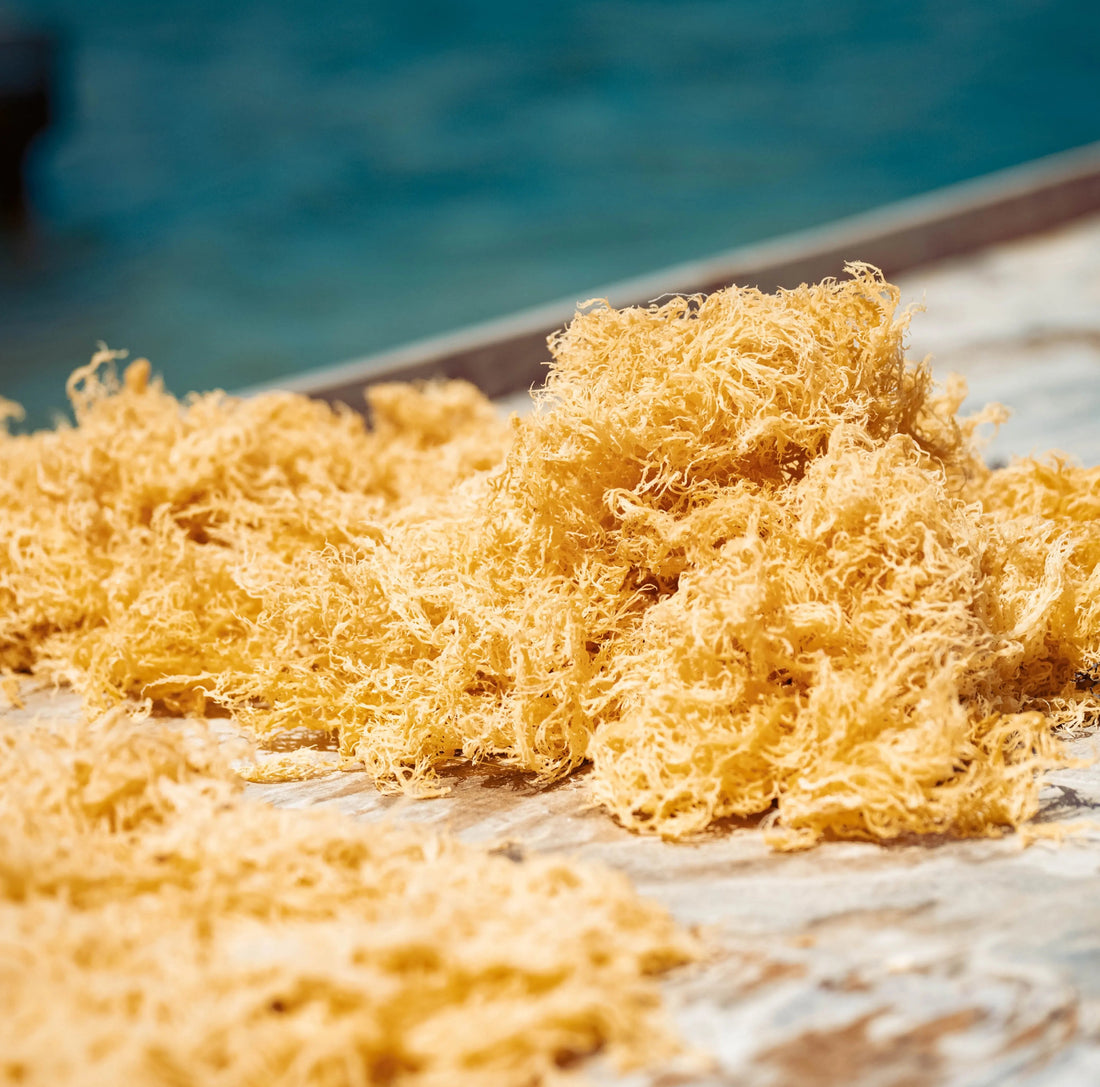 Wildcrafted gold sea moss sun-drying on a table by the sea in St. Lucia, the starting point for the best sea moss for beginners