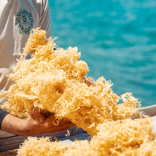 Wildcrafted Caribbean gold sea moss held in hand, ready for wholesale drying.