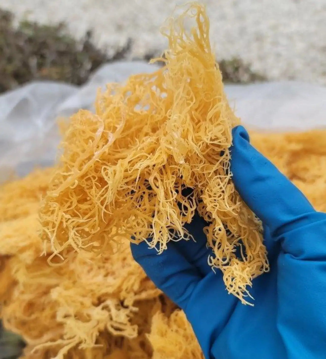 1/2 lb Gold Dried Natural Sea Moss - CGI Green