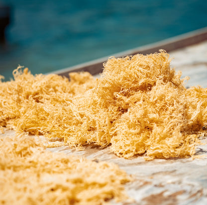 5lb - 25lb + Dried Wildcrafted Gold Sea Moss - Bulk Orders - Wholesale