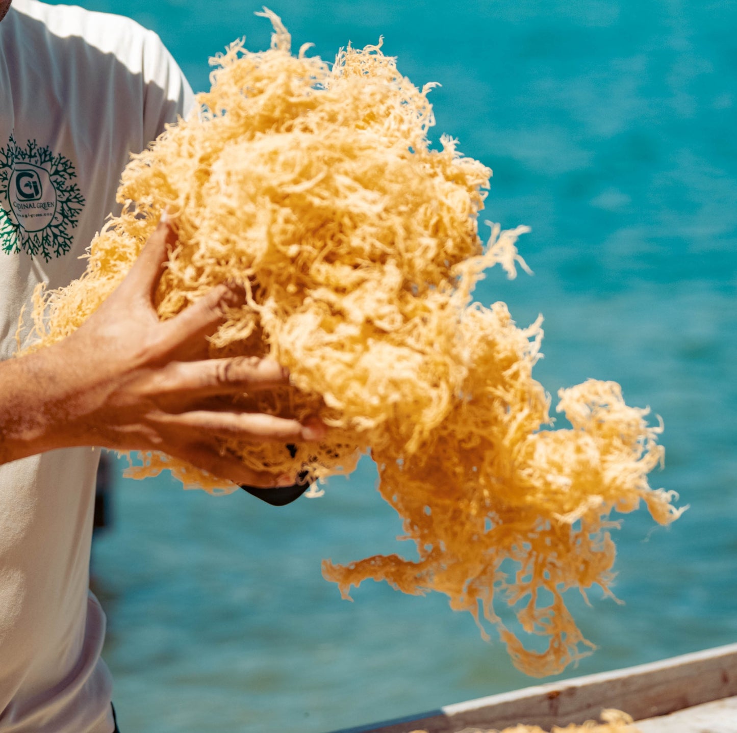 5lb - 25lb + Dried Wildcrafted Gold Sea Moss - Bulk Orders - Wholesale
