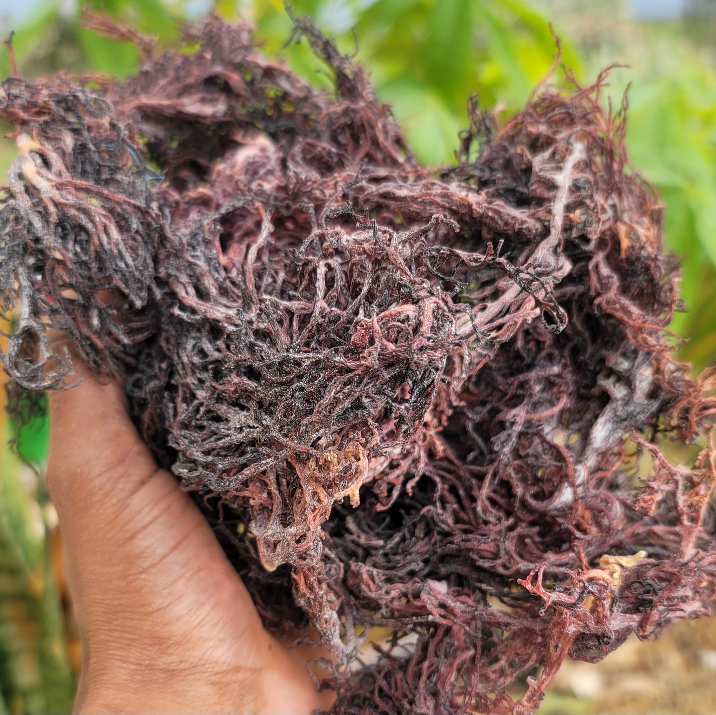 5lb - 25lb + Dried Wildcrafted Purple Sea Moss - Bulk Orders - Wholesale