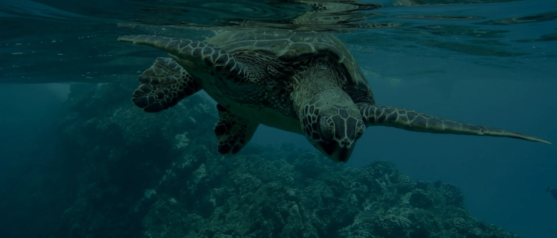 turtle image