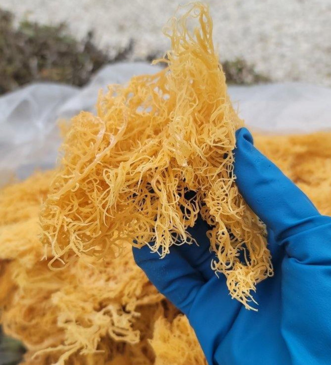 1/2 lb Gold Dried Natural Sea Moss - CGI Green