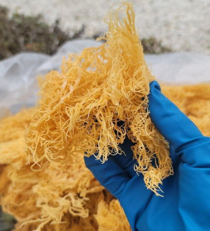1/2 lb Gold Dried Natural Sea Moss - CGI Green