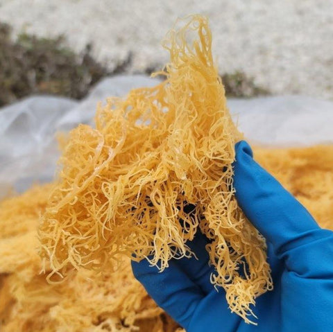 4oz Gold Dried Natural Sea Moss - CGI Green
