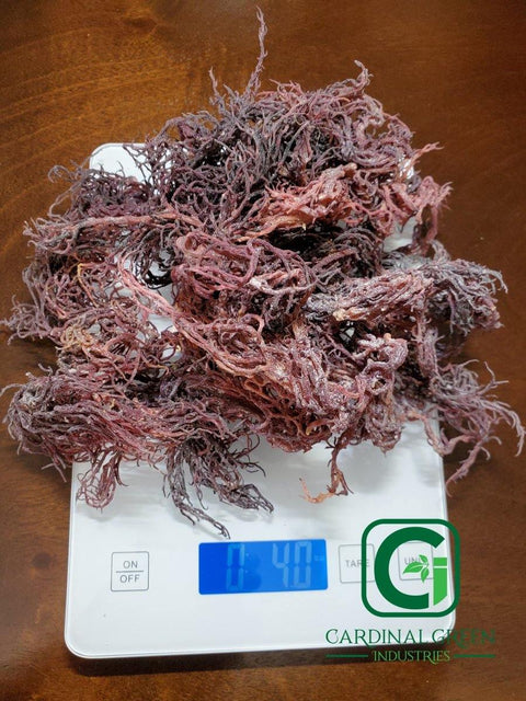 4oz Purple Natural Dried Sea Moss - CGI Green