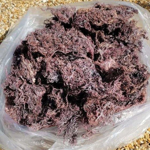 5 lb - 25lb + Dried Wildcrafted Purple Sea Moss - Bulk Orders - Whole Sale - CGI Green