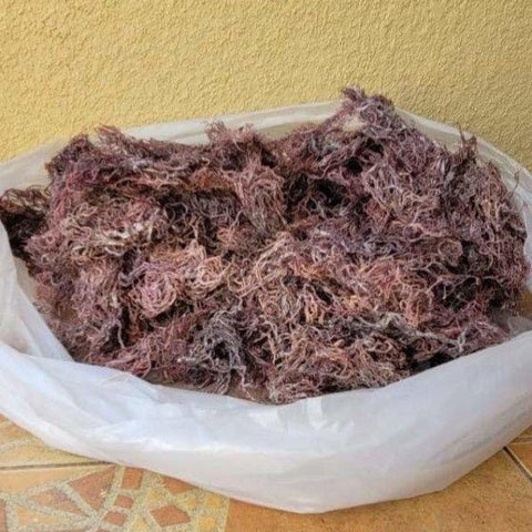 5 lb - 25lb + Dried Wildcrafted Purple Sea Moss - Bulk Orders - Whole Sale - CGI Green