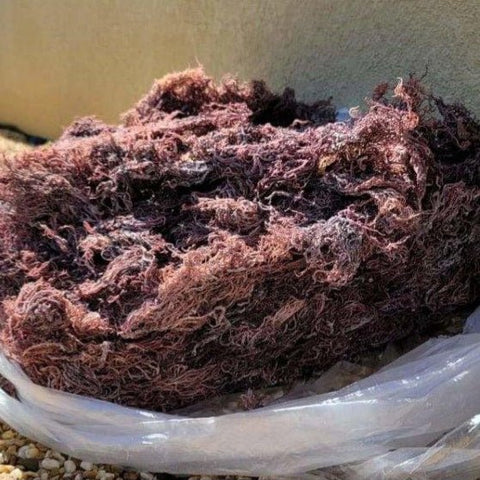 5 lb - 25lb + Dried Wildcrafted Purple Sea Moss - Bulk Orders - Whole Sale - CGI Green