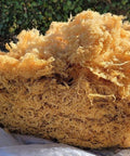 5lb - 25lb + Dried Wildcrafted Gold Sea Moss - Bulk Orders - Whole Sale - CGI Green