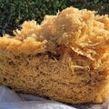 5lb - 25lb + Dried Wildcrafted Gold Sea Moss - Bulk Orders - Whole Sale - CGI Green