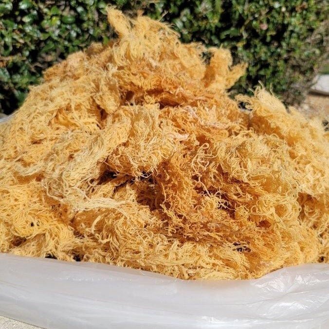 5lb - 25lb + Dried Wildcrafted Gold Sea Moss - Bulk Orders - Whole Sale - CGI Green