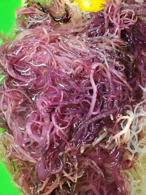 Purple Dried Natural Sea Moss - CGI Green