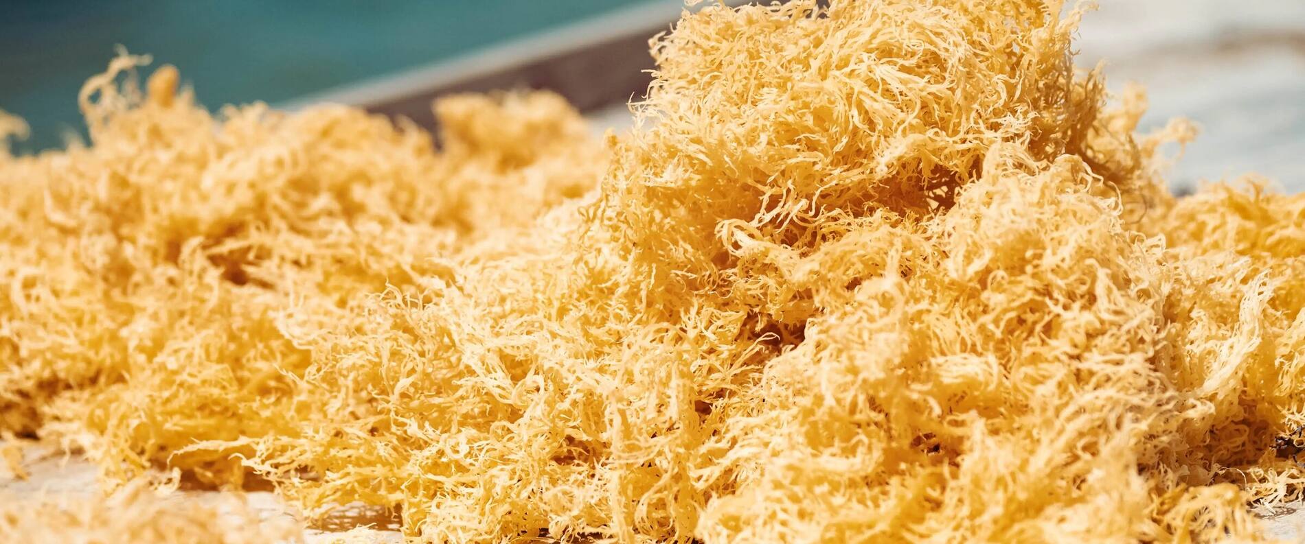 Sun-dried gold sea moss spread on a table beside the sea