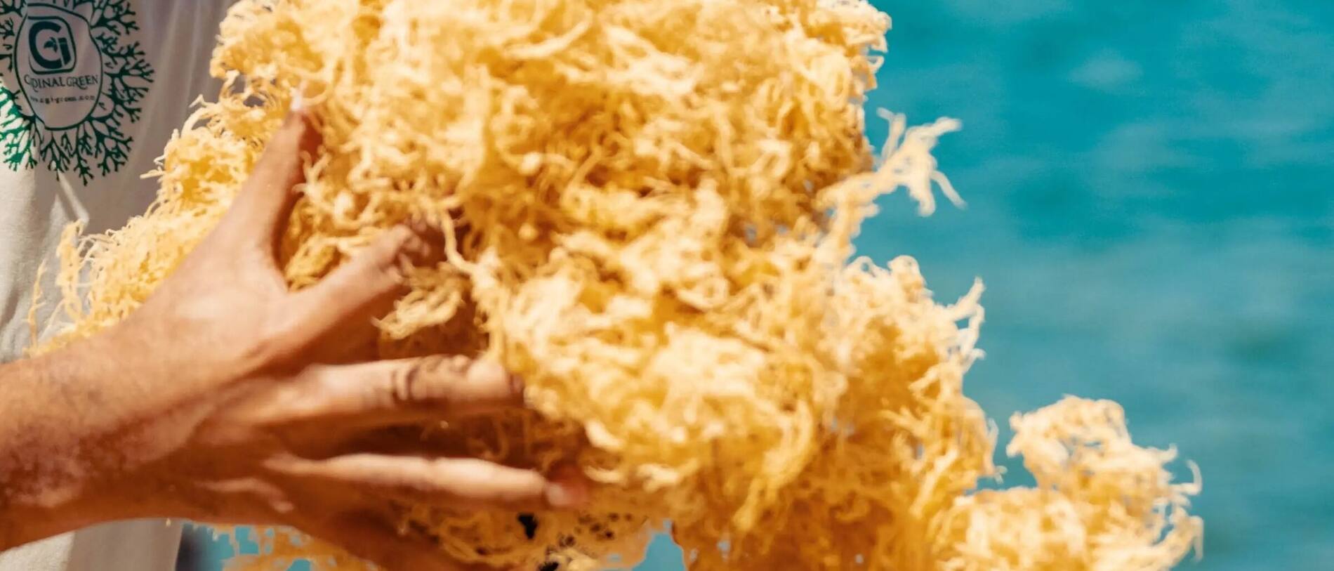 A CGI-Green team member holding a large handful of sun-dried gold sea moss by the shoreline