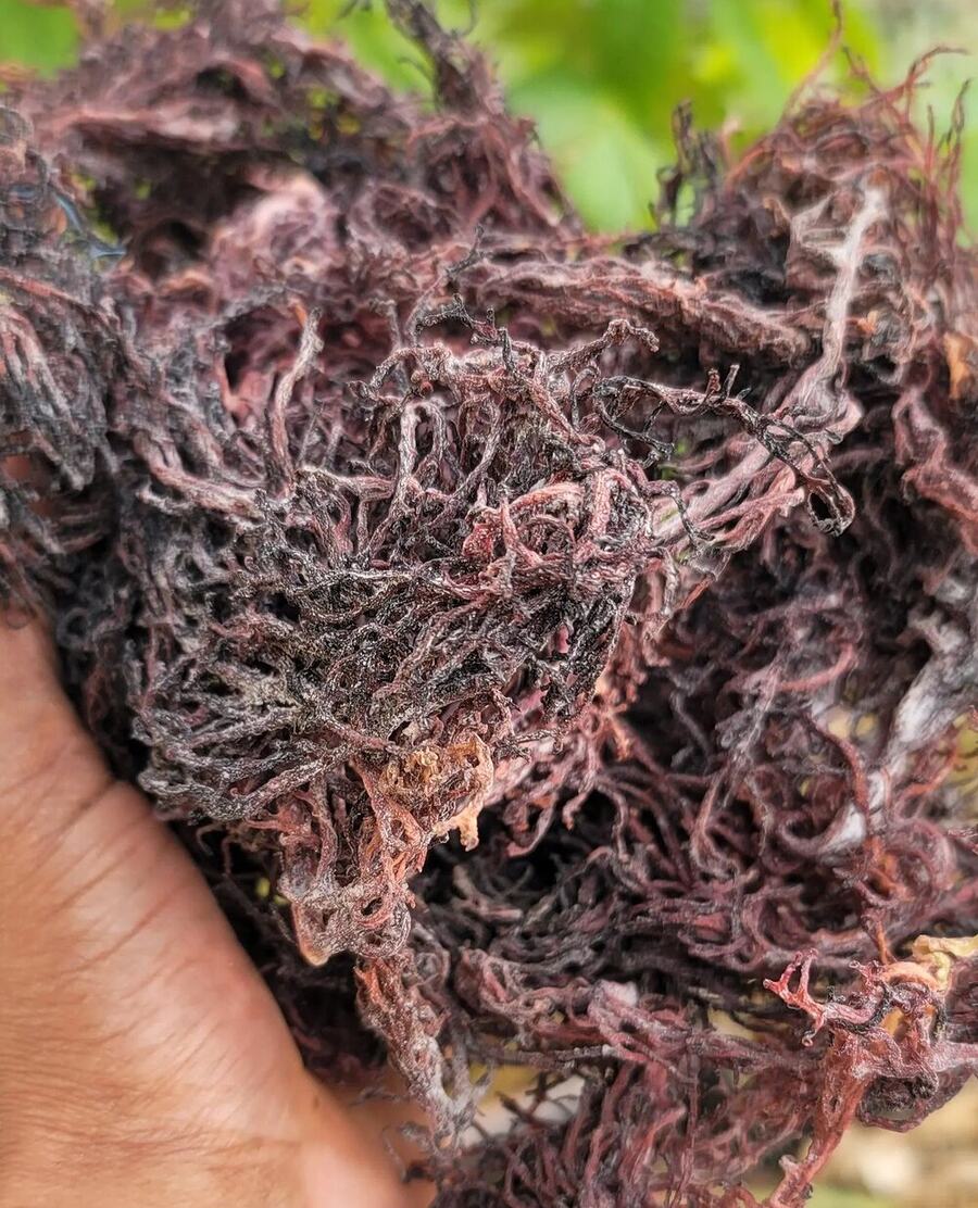 A hand holding freshly harvested raw purple sea moss