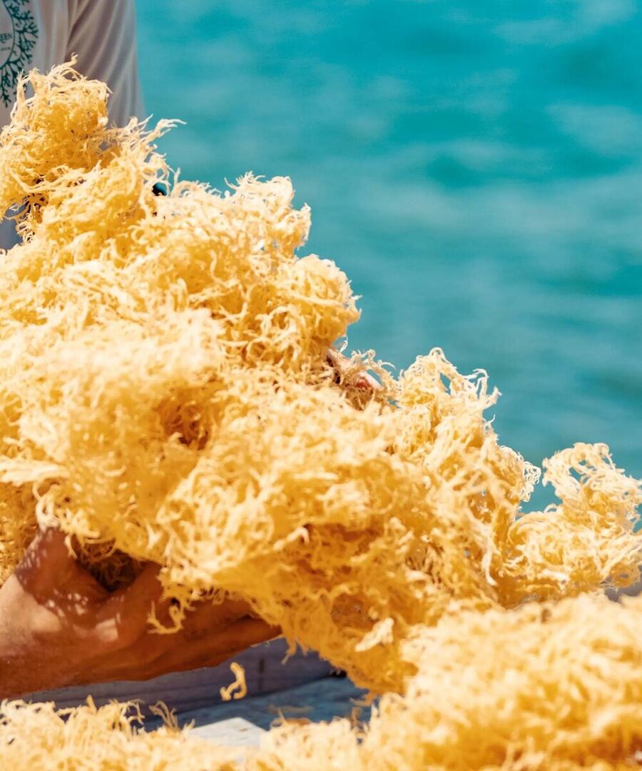 A CGI-Green team member in a branded shirt holding up sun-dried gold sea moss beside the water
