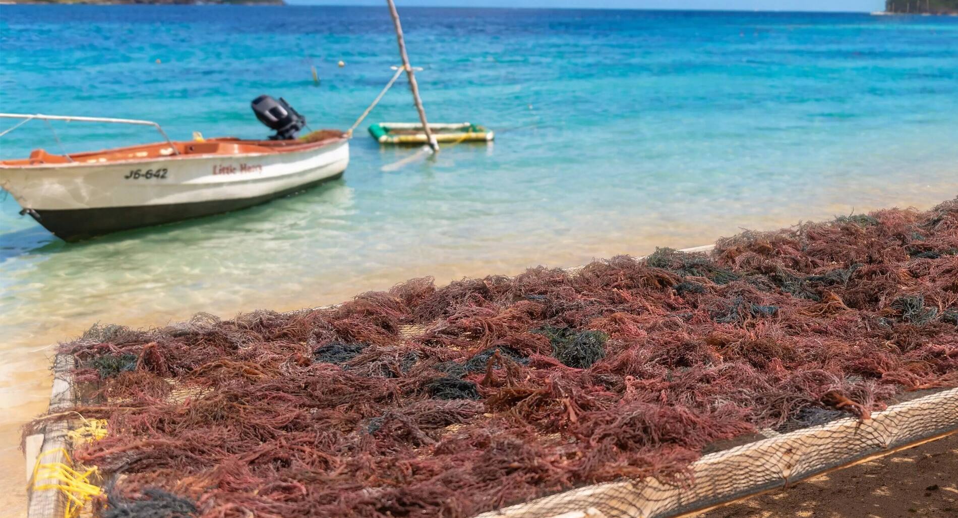 Purple sea moss drying on wooden racks at the shoreline in Saint Lucia, fishing boats moored in turquoise water behind