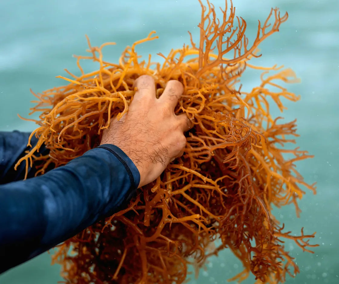 A harvester lifting a fresh bundle of wildcrafted sea moss out of Caribbean water beside the boat