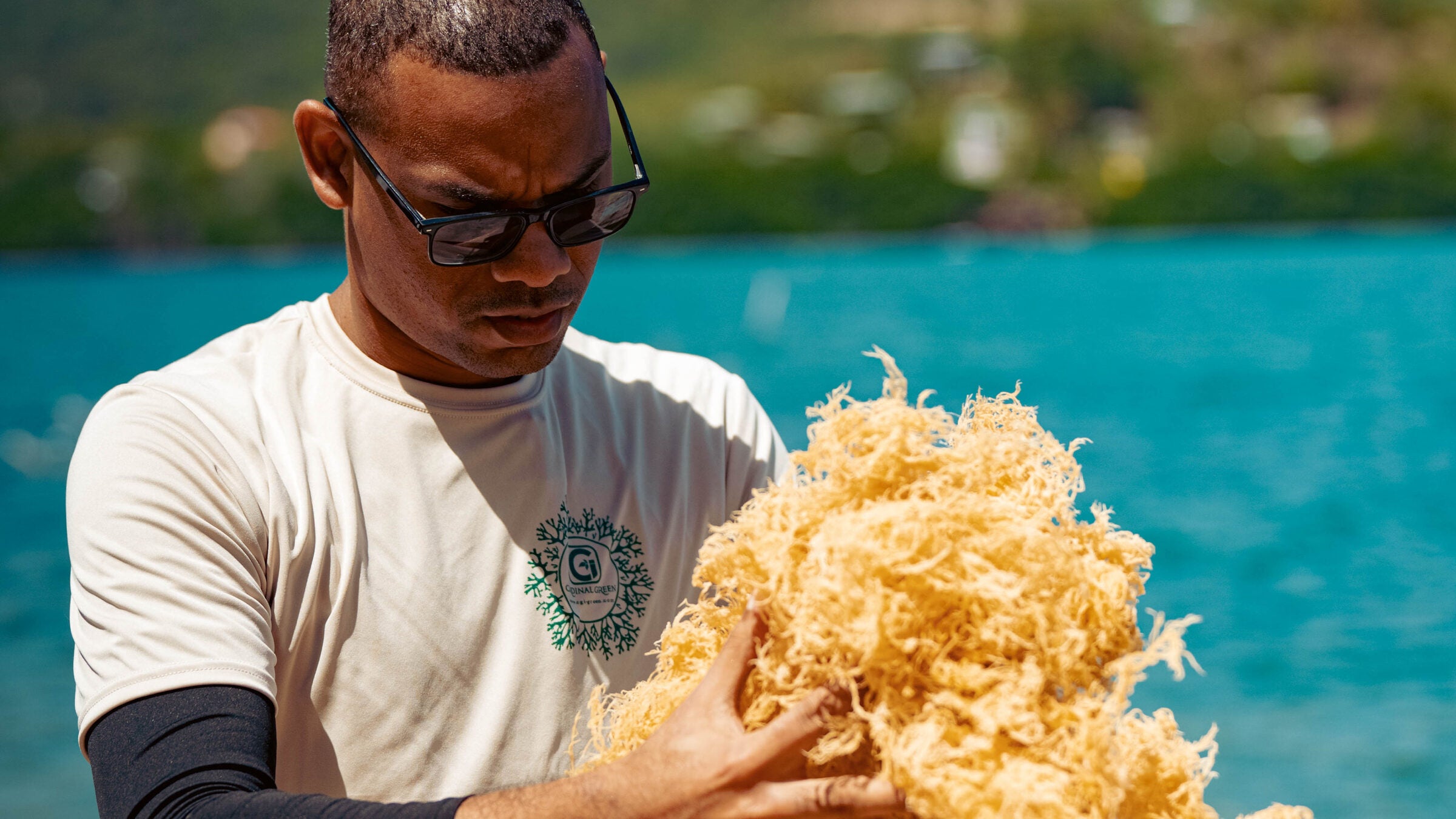 CGI-Green team member holding sun-dried golden Eucheuma cottonii sea moss by the water in St. Lucia