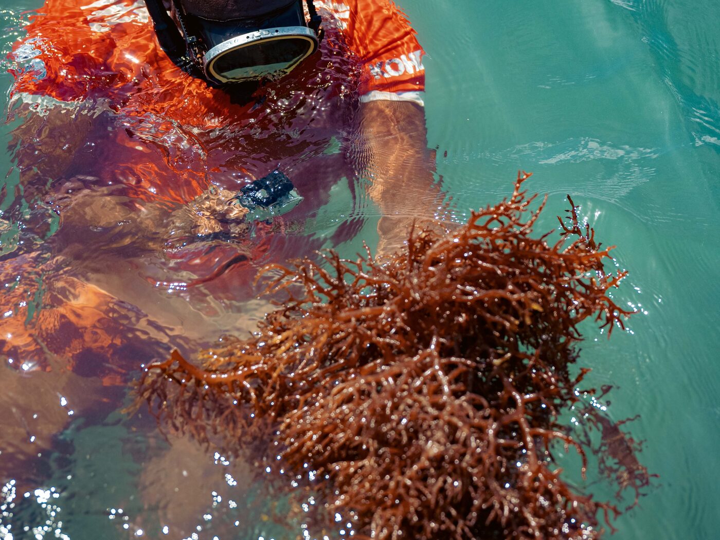 A CGI-Green diver surfacing in clear Caribbean water holding an armful of freshly cut wild sea moss
