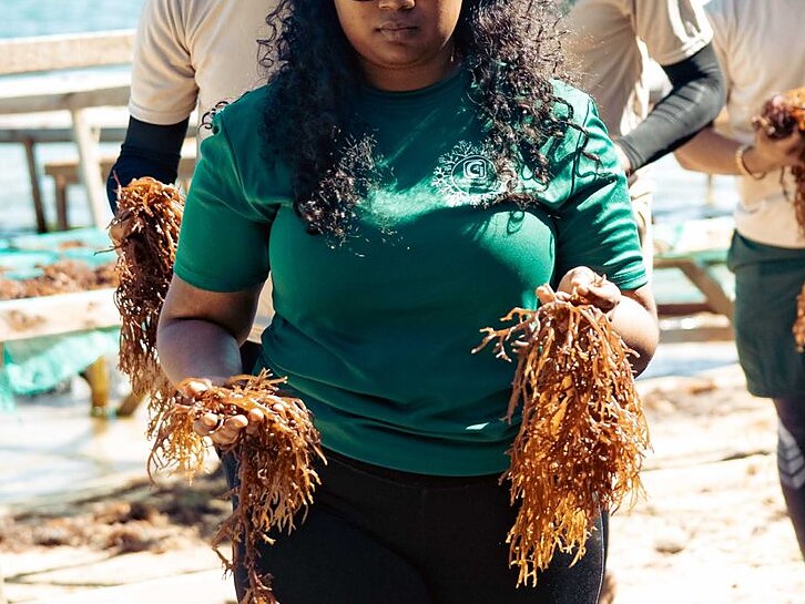 A CGI-Green team member carrying armfuls of wet sea moss up the beach to the drying racks, with more of the team behind