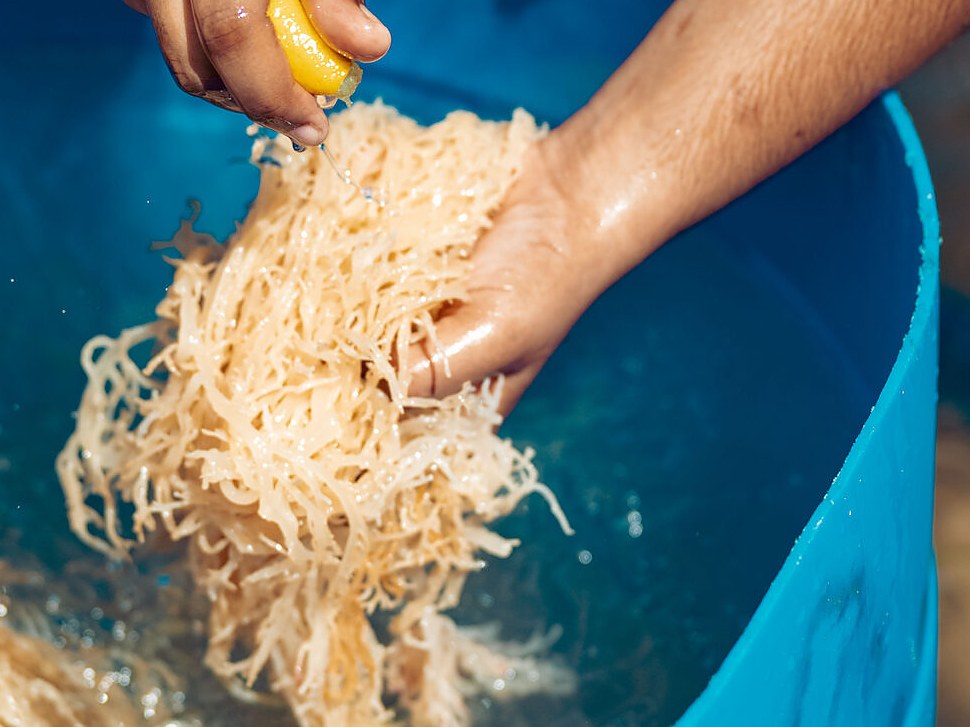 Hands squeezing fresh lime over cleaned sea moss in a tub of water