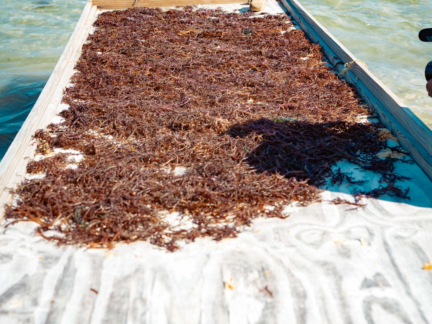 Sea moss spread in a single layer on an open drying rack at the water's edge