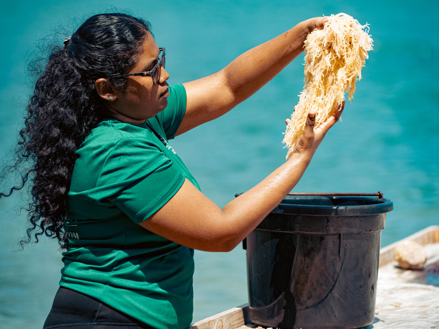 A CGI-Green team member lifting a handful of pale gold sun-dried sea moss above a pile of the deep purple raw moss it started as